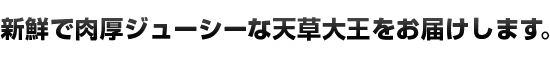 新鮮で肉厚ジューシーな天草大王をお届けします。